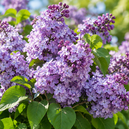 lilacs 256x256
